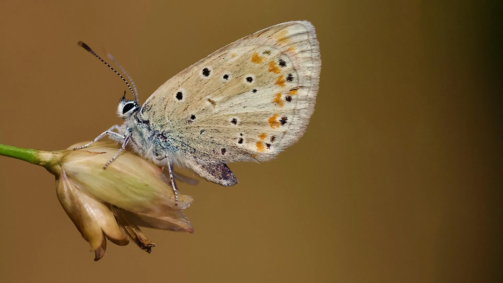 This tiny butterfly has the most chromosomes of any animal on Earth