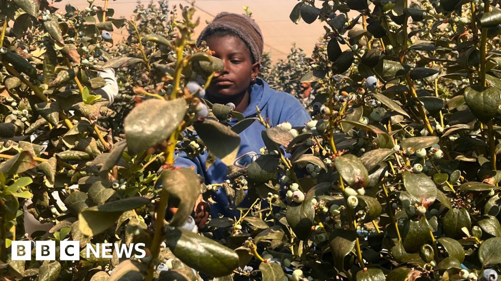 Zimbabwe’s blueberries to get zero-tariff access to Chinese market